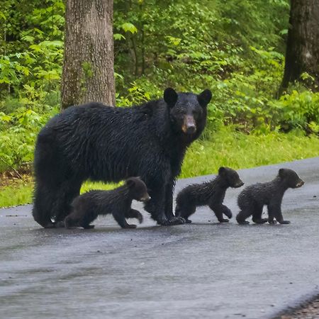 Bear End Vila Sevierville Exterior foto